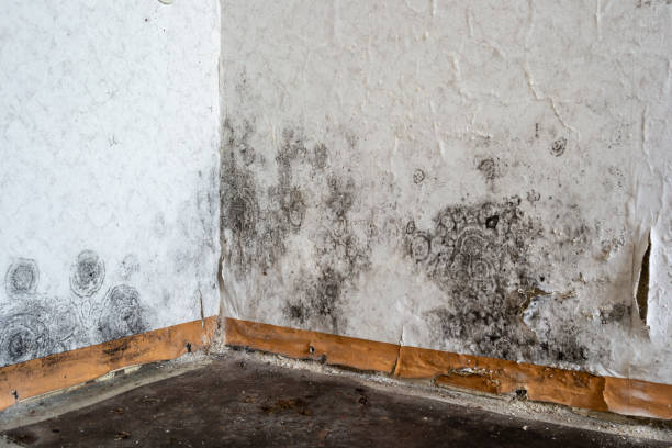 Best Mold Remediation  in Flagstaff, AZ